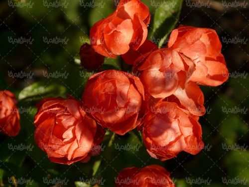 rose