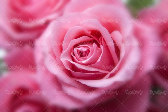 rose