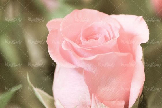 تصویر با کیفیت گل رز