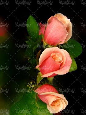 دانلود رایگان عکس گل رز