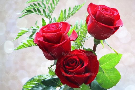 دانلود رایگان عکس گل رز