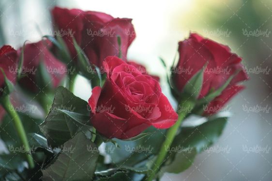 دانلود رایگان عکس گل رز
