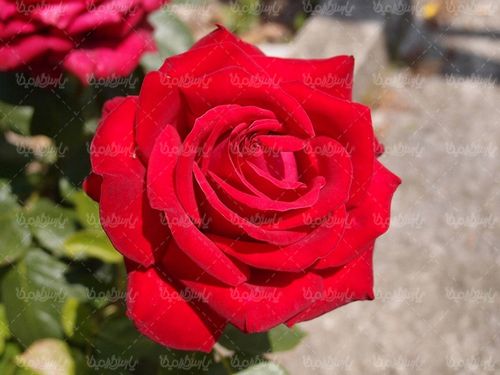 گل طبیعی