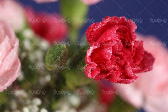 گل رز صورتی