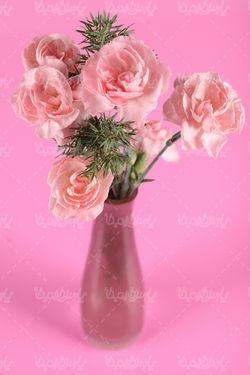 pink rose