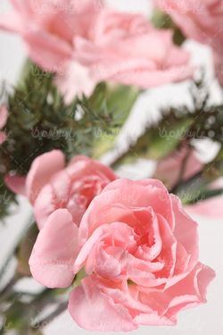 pink rose