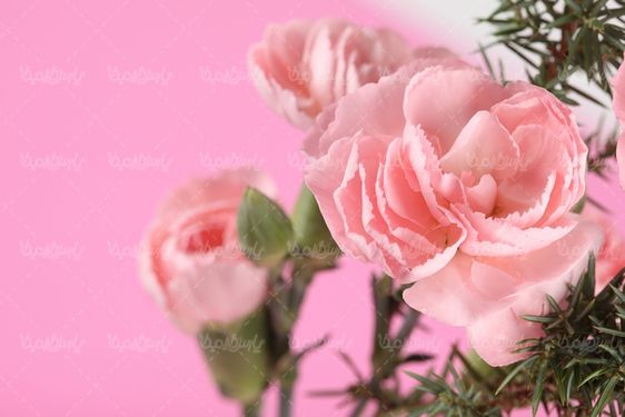 pink rose