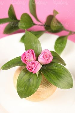 pink rose