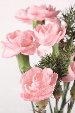 pink rose