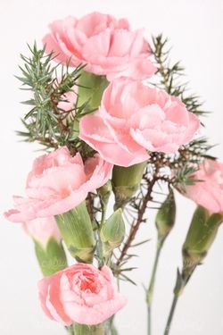 pink rose