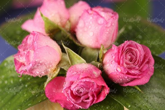 pink rose