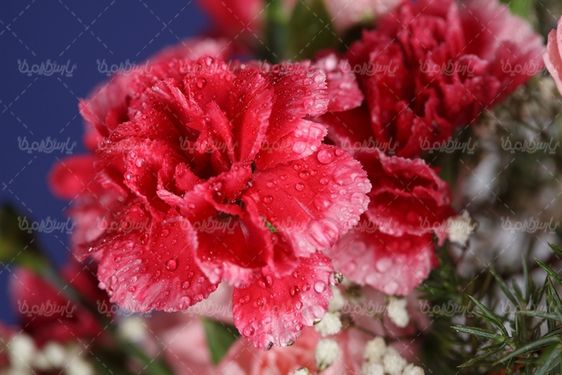 عکس با کیفیت گل طبیعی