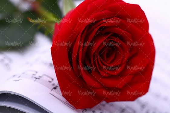 رز قرمز