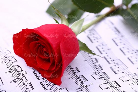 رز قرمز
