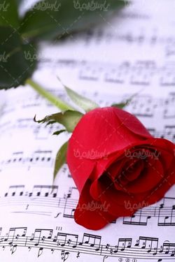 رز قرمز