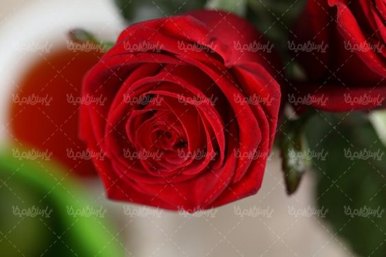 دانلود رایگان عکس گل رز