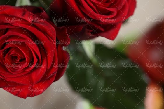 دانلود رایگان عکس گل رز