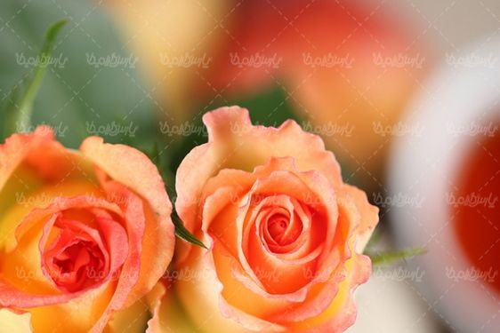 دانلود رایگان عکس گل رز