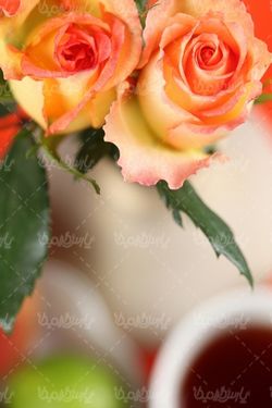 شاخه گل رز