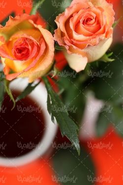 شاخه گل رز