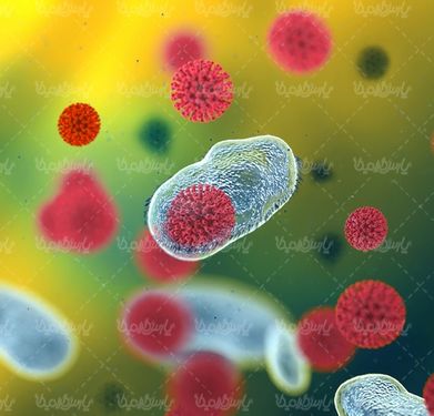 Corona virus