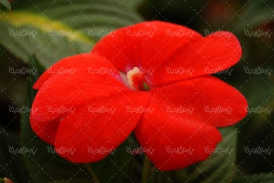 گلفروشی