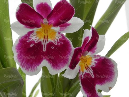 گل طبیعی