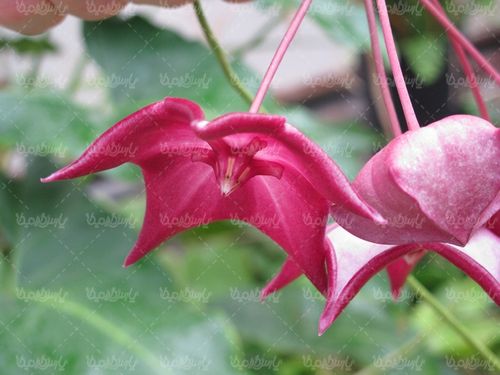 تصویر با کیفیت گل طبیعی