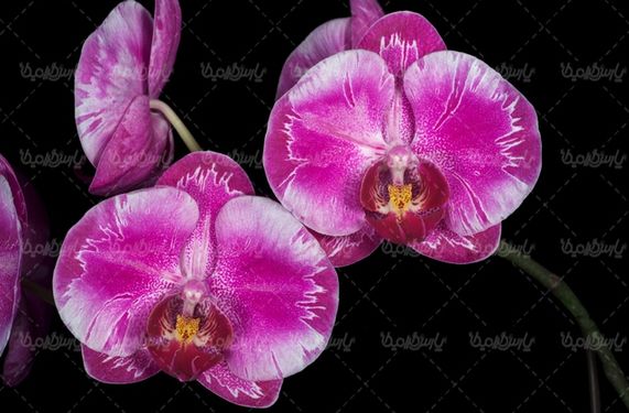 natural flower