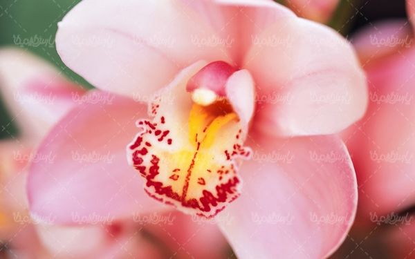 natural flower