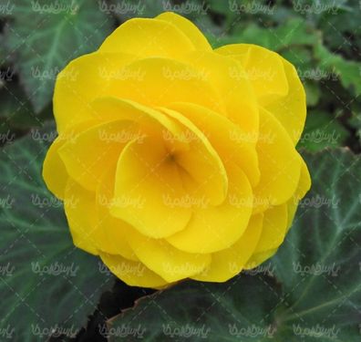 natural flower