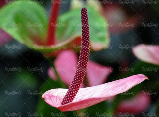 natural flower
