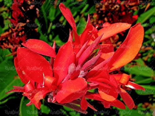 natural flower