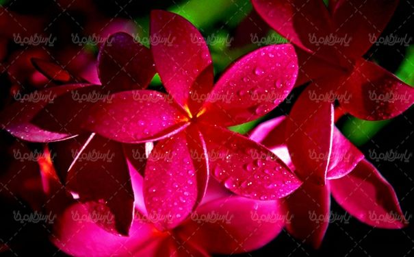 natural flower