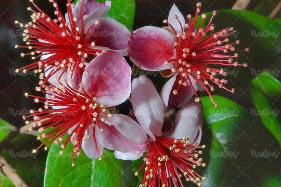 natural flower