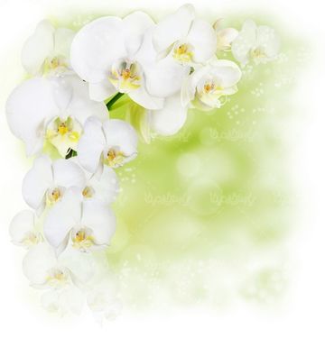 florist