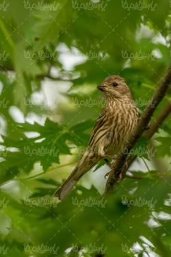 Sparrow