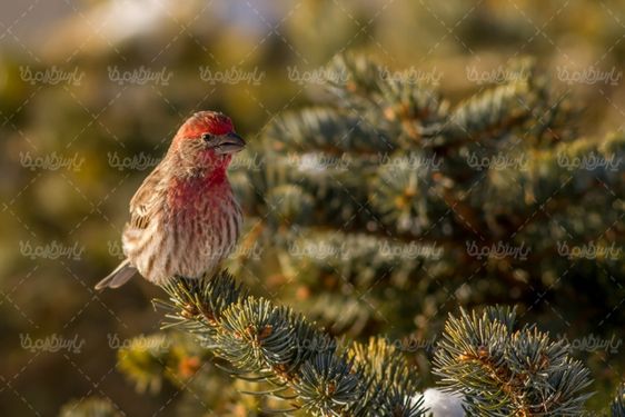 Sparrow