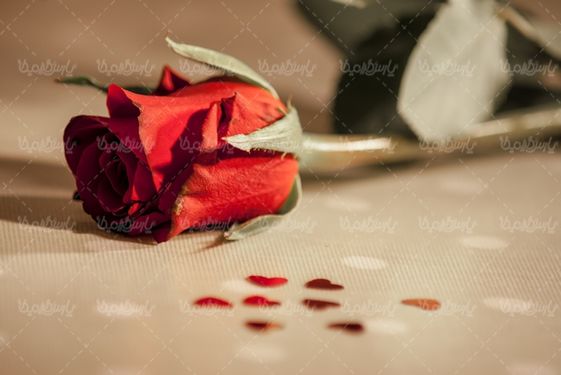 گل رز