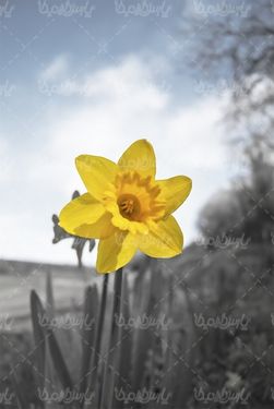 گل