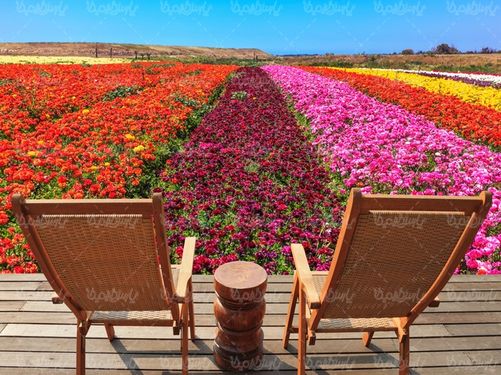 مزرعه گل