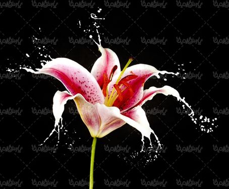 دانلود رایگان عکس گل