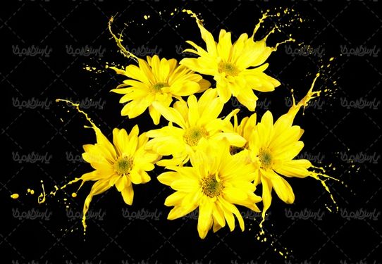 دانلود رایگان عکس گل