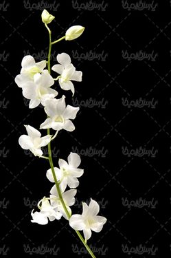 دانلود رایگان عکس گل