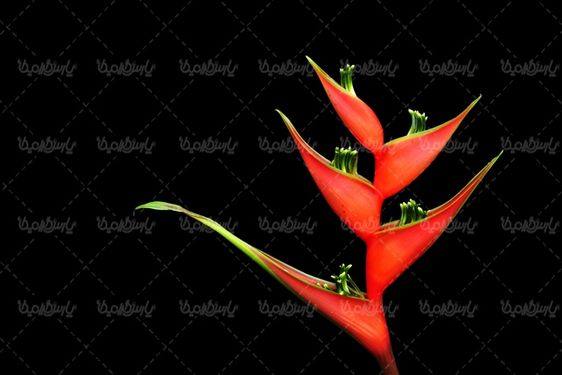 دانلود رایگان عکس گل