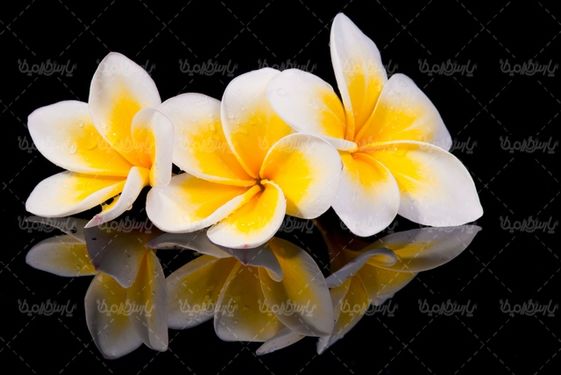 Download free flower photos
