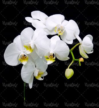 Download free flower photos