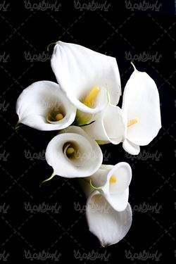 Download free flower photos