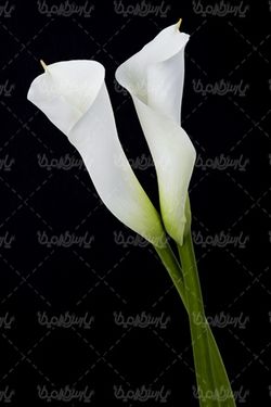 Download free flower photos