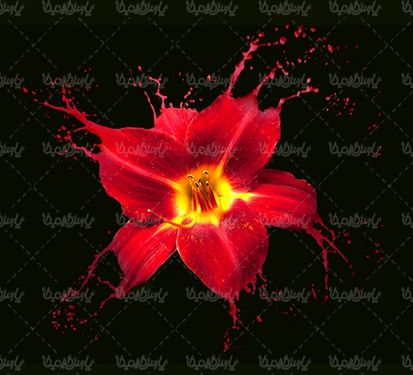 Download free flower photos